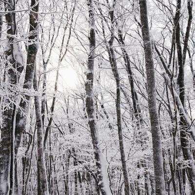 霧氷に包まれた冬の森に差し込むやさしい光の写真
